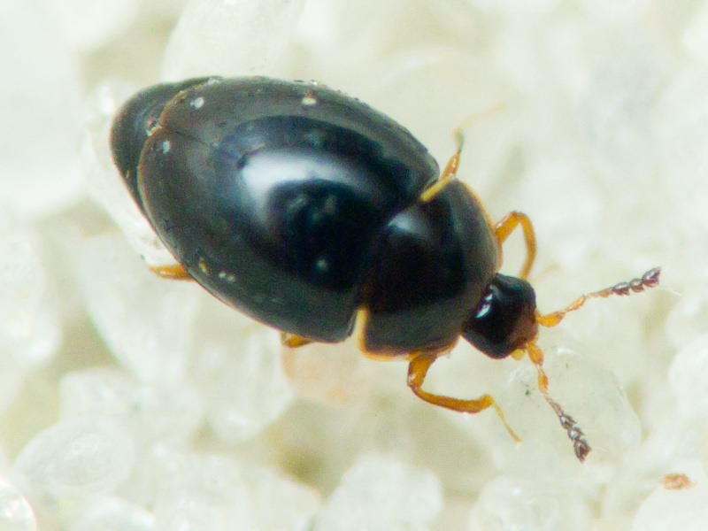 Orthoperus Stephens, 1829